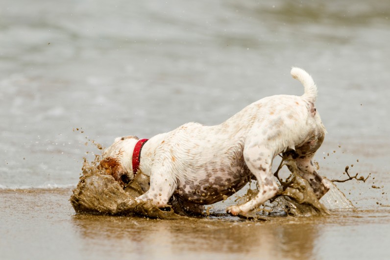 Дивні звички та цікаві особливості поведінки собак: усьому є пояснення - Фото 1